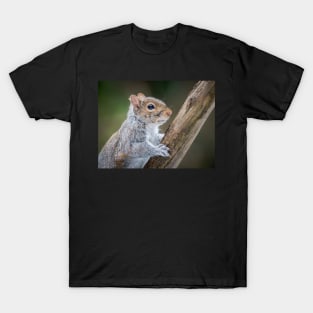 Grey Squirrel Portrait T-Shirt